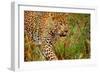 Jaguar-null-Framed Premium Photographic Print