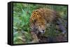 Jaguar-null-Framed Stretched Canvas