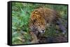 Jaguar-null-Framed Stretched Canvas