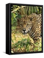 Jaguar-null-Framed Stretched Canvas