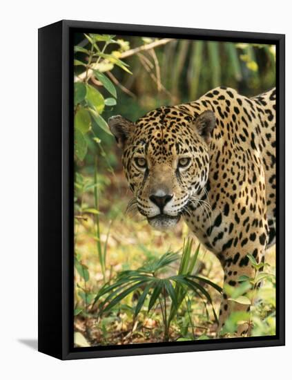 Jaguar-null-Framed Stretched Canvas