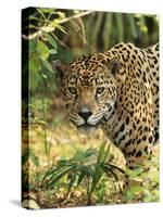 Jaguar-null-Stretched Canvas