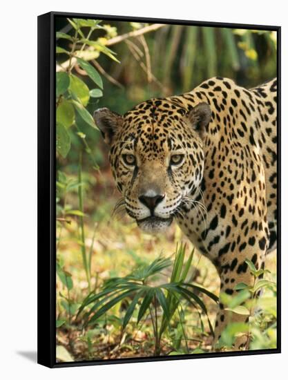 Jaguar-null-Framed Stretched Canvas