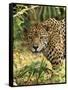 Jaguar-null-Framed Stretched Canvas