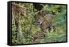 Jaguar-null-Framed Stretched Canvas