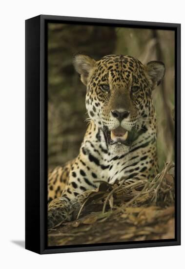 Jaguar-Joe McDonald-Framed Stretched Canvas