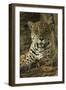 Jaguar-Joe McDonald-Framed Premium Photographic Print