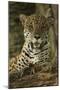 Jaguar-Joe McDonald-Mounted Premium Photographic Print