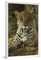 Jaguar-Joe McDonald-Framed Premium Photographic Print