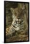 Jaguar-Joe McDonald-Framed Premium Photographic Print