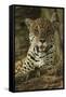 Jaguar-Joe McDonald-Framed Stretched Canvas