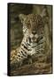 Jaguar-Joe McDonald-Framed Stretched Canvas