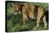 Jaguar-Hal Beral-Stretched Canvas