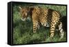 Jaguar-Hal Beral-Framed Stretched Canvas