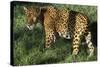 Jaguar-Hal Beral-Stretched Canvas