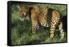 Jaguar-Hal Beral-Framed Stretched Canvas