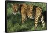 Jaguar-Hal Beral-Framed Stretched Canvas