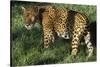 Jaguar-Hal Beral-Stretched Canvas