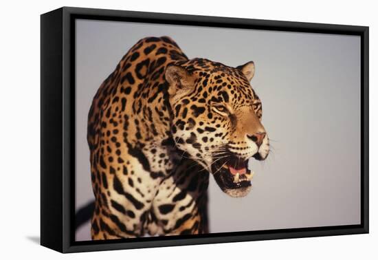 Jaguar-DLILLC-Framed Stretched Canvas