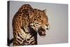 Jaguar-DLILLC-Stretched Canvas