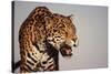 Jaguar-DLILLC-Stretched Canvas