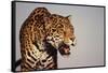 Jaguar-DLILLC-Framed Stretched Canvas