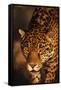 Jaguar-DLILLC-Framed Stretched Canvas