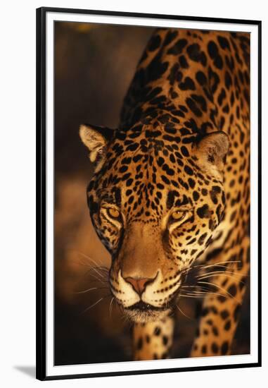 Jaguar-DLILLC-Framed Premium Photographic Print