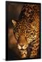 Jaguar-DLILLC-Framed Premium Photographic Print