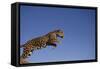 Jaguar-DLILLC-Framed Stretched Canvas