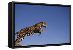 Jaguar-DLILLC-Framed Stretched Canvas