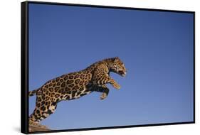 Jaguar-DLILLC-Framed Stretched Canvas