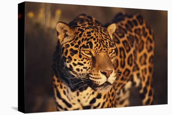Jaguar-DLILLC-Stretched Canvas