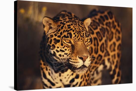 Jaguar-DLILLC-Stretched Canvas