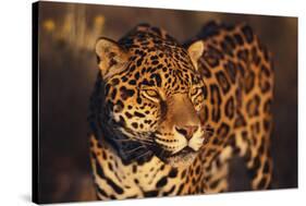 Jaguar-DLILLC-Stretched Canvas