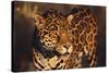 Jaguar-DLILLC-Stretched Canvas