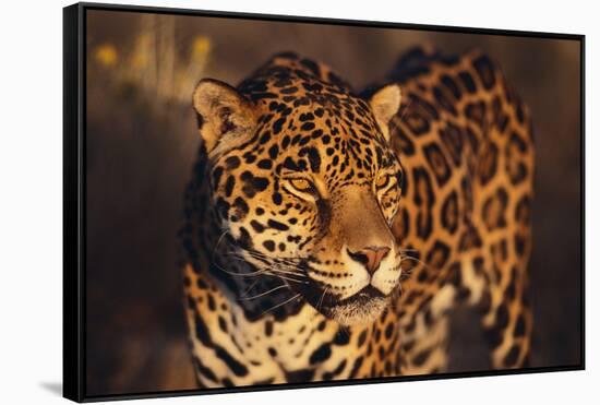 Jaguar-DLILLC-Framed Stretched Canvas