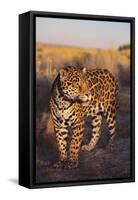 Jaguar-DLILLC-Framed Stretched Canvas