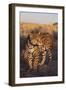 Jaguar-DLILLC-Framed Premium Photographic Print