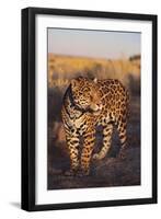 Jaguar-DLILLC-Framed Premium Photographic Print