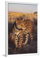 Jaguar-DLILLC-Framed Premium Photographic Print