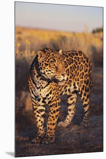 Jaguar-DLILLC-Mounted Premium Photographic Print