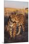 Jaguar-DLILLC-Mounted Premium Photographic Print