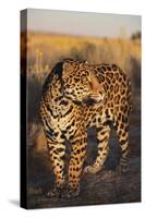 Jaguar-DLILLC-Stretched Canvas