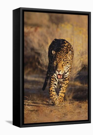 Jaguar-DLILLC-Framed Stretched Canvas