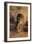 Jaguar-DLILLC-Framed Premium Photographic Print