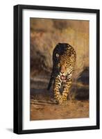 Jaguar-DLILLC-Framed Premium Photographic Print