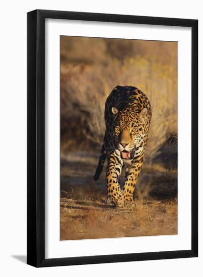 Jaguar-DLILLC-Framed Premium Photographic Print