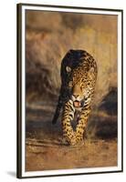 Jaguar-DLILLC-Framed Premium Photographic Print