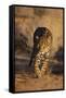 Jaguar-DLILLC-Framed Stretched Canvas